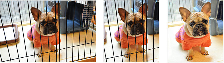 遺影写真の制作事例（Before/After）重なって写る檻を削除し明るく修正を行なったペット